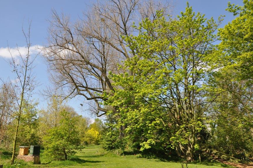 Canadapopulier of Zeeuwse blauwe of Betuwse blauwe | NVBT